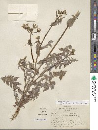 Sonchus oleraceus image