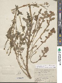 Sonchus oleraceus image