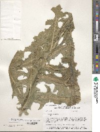 Sonchus oleraceus image