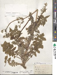 Sonchus oleraceus image