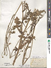 Sonchus asper image