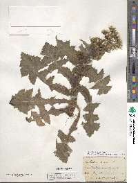 Sonchus asper image