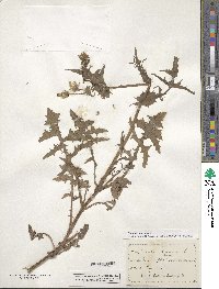 Sonchus oleraceus image