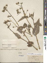 Sonchus oleraceus image