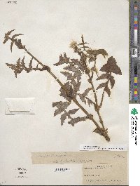 Sonchus oleraceus image