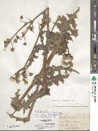 Sonchus asper image