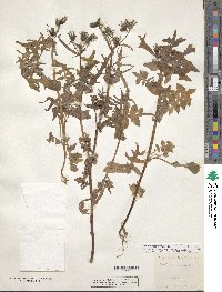 Sonchus tenerrimus image