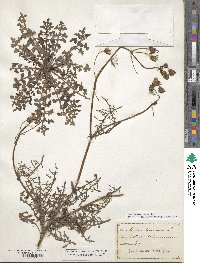 Sonchus tenerrimus image