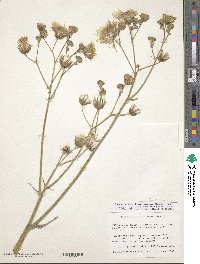 Sonchus arvensis image