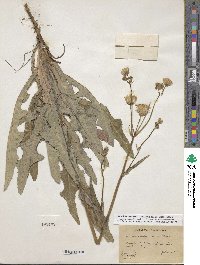 Sonchus arvensis image