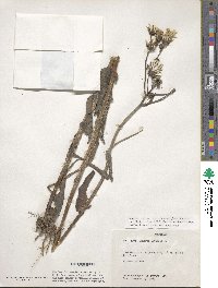 Sonchus arvensis image