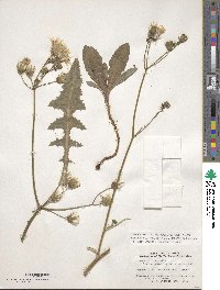 Sonchus arvensis image