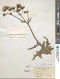 Sonchus arvensis image