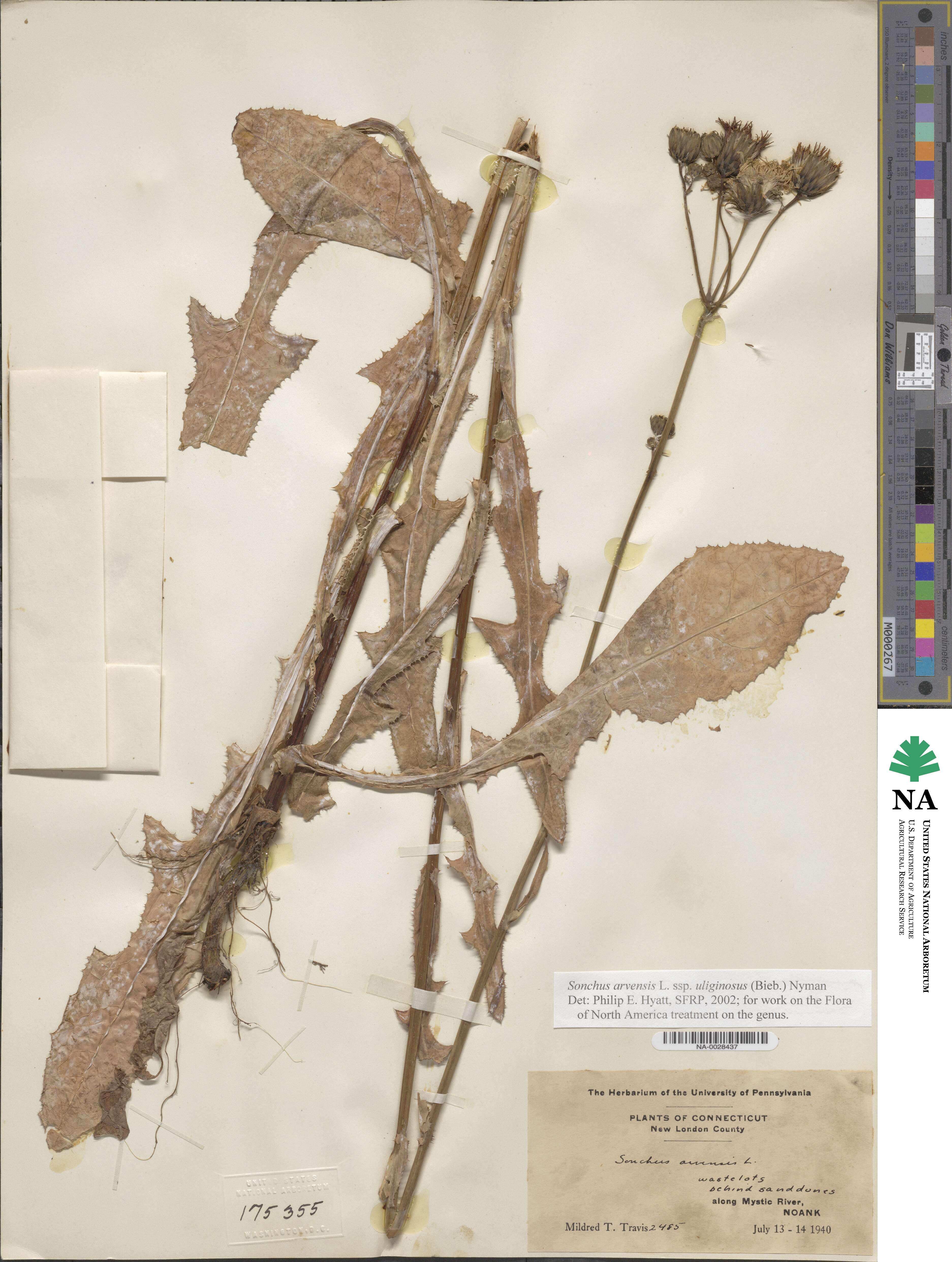 Sonchus arvensis subsp. uliginosus image