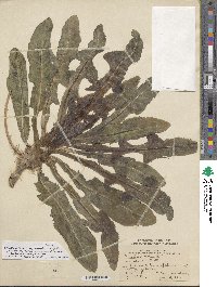 Sonchus arvensis subsp. arvensis image