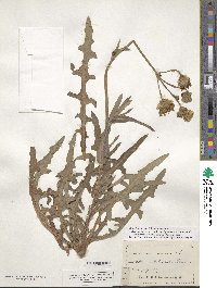 Sonchus arvensis image