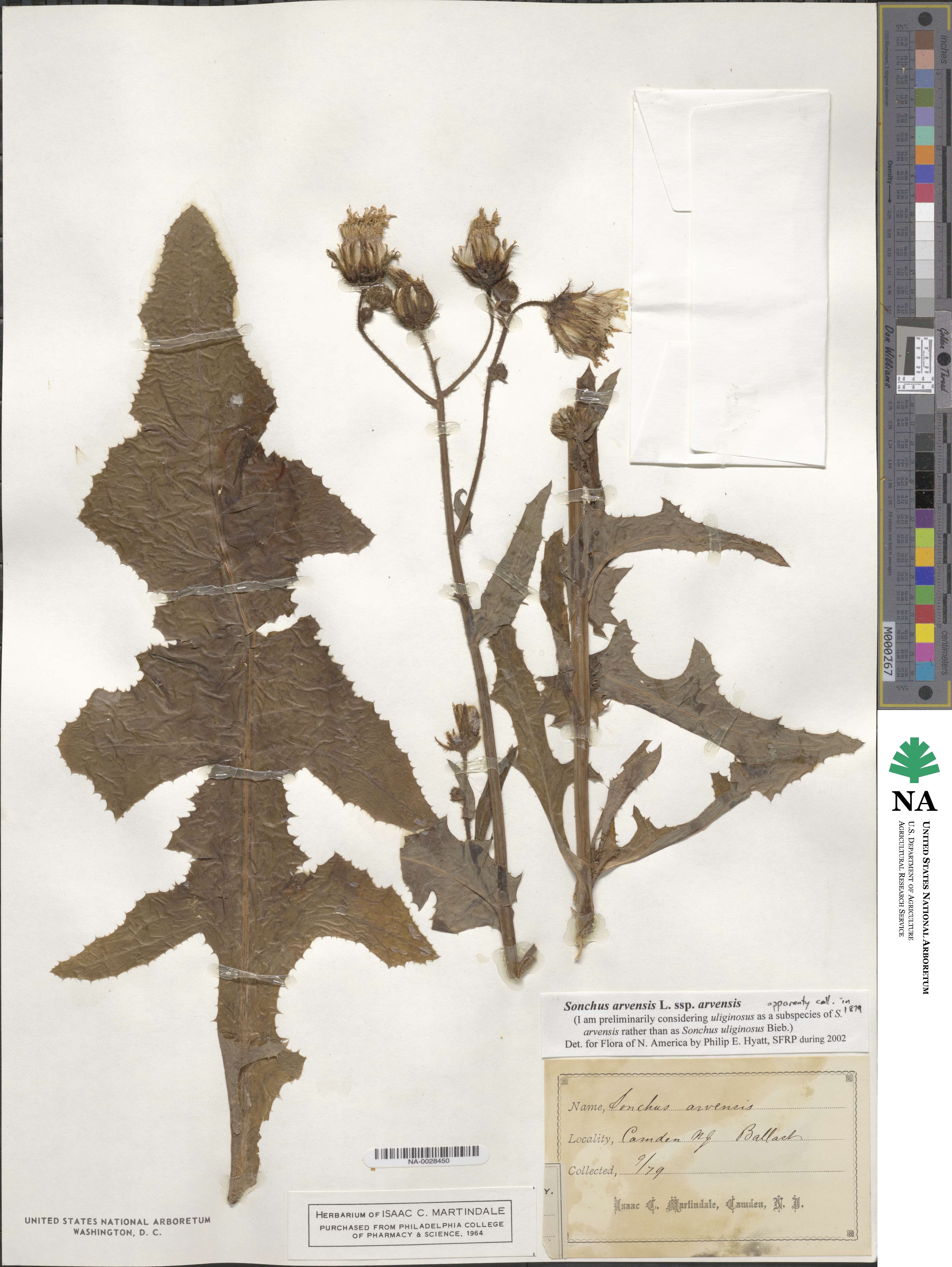 Sonchus arvensis image