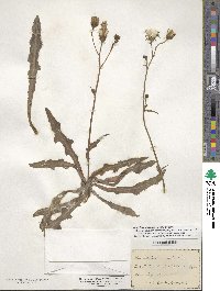 Sonchus arvensis subsp. arvensis image