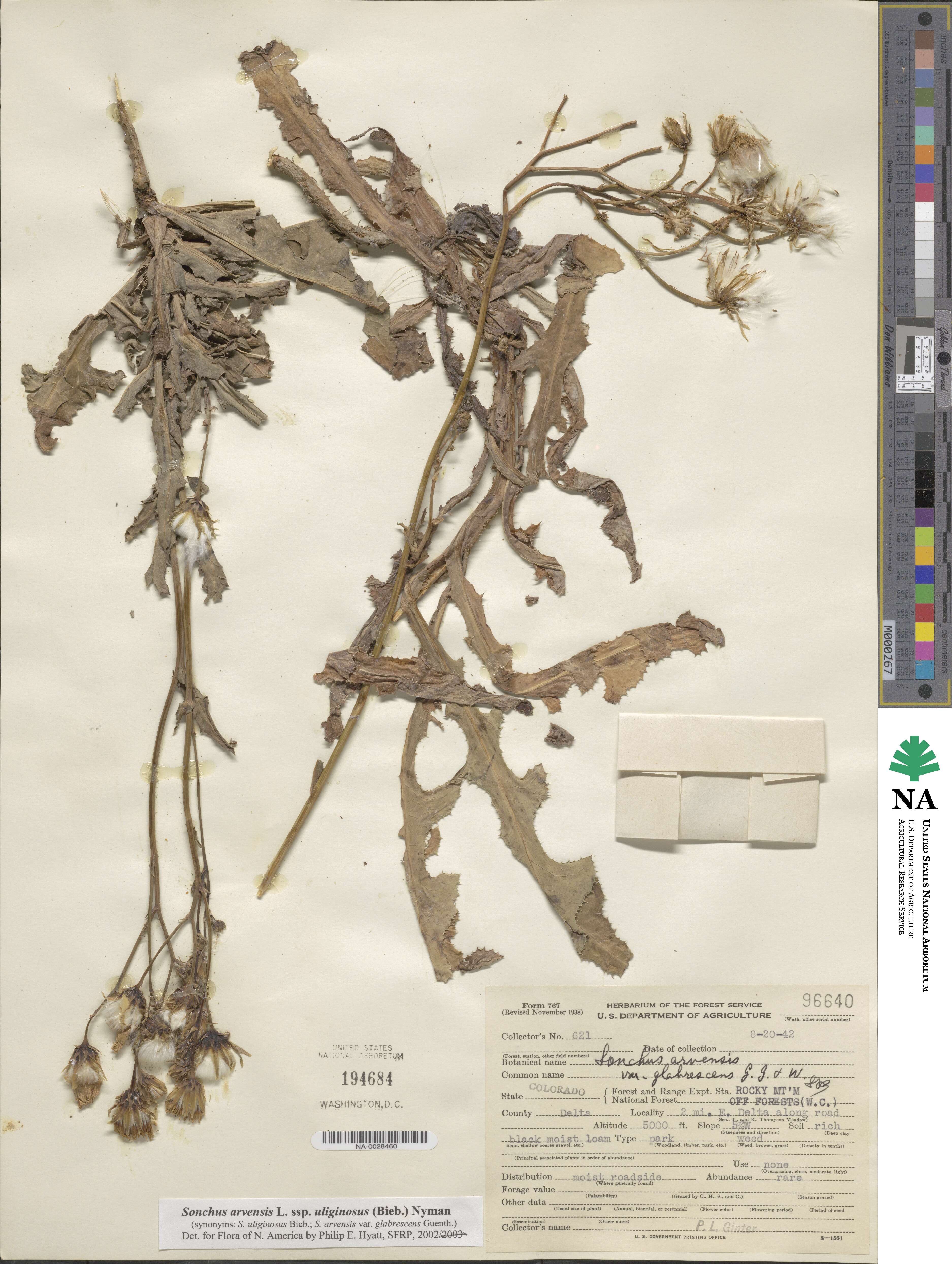 Sonchus arvensis subsp. uliginosus image