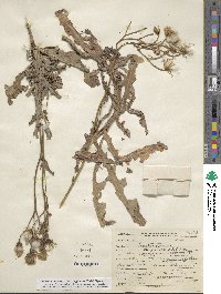 Sonchus arvensis image