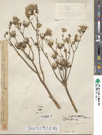 Sonchus arvensis image