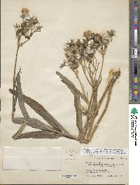 Sonchus arvensis subsp. uliginosus image