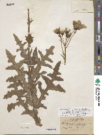 Sonchus arvensis image