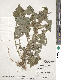 Sonchus asper image