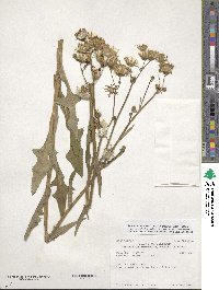 Sonchus arvensis image