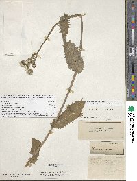 Sonchus asper image