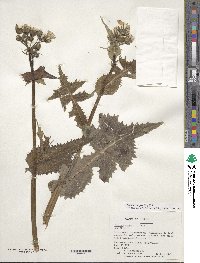 Sonchus asper image