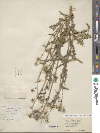 Sonchus asper image