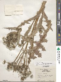 Sonchus asper image