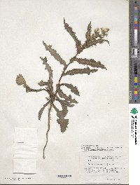 Sonchus asper image