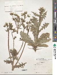 Sonchus asper image