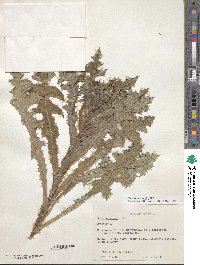 Sonchus asper image