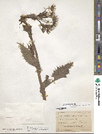 Sonchus asper image