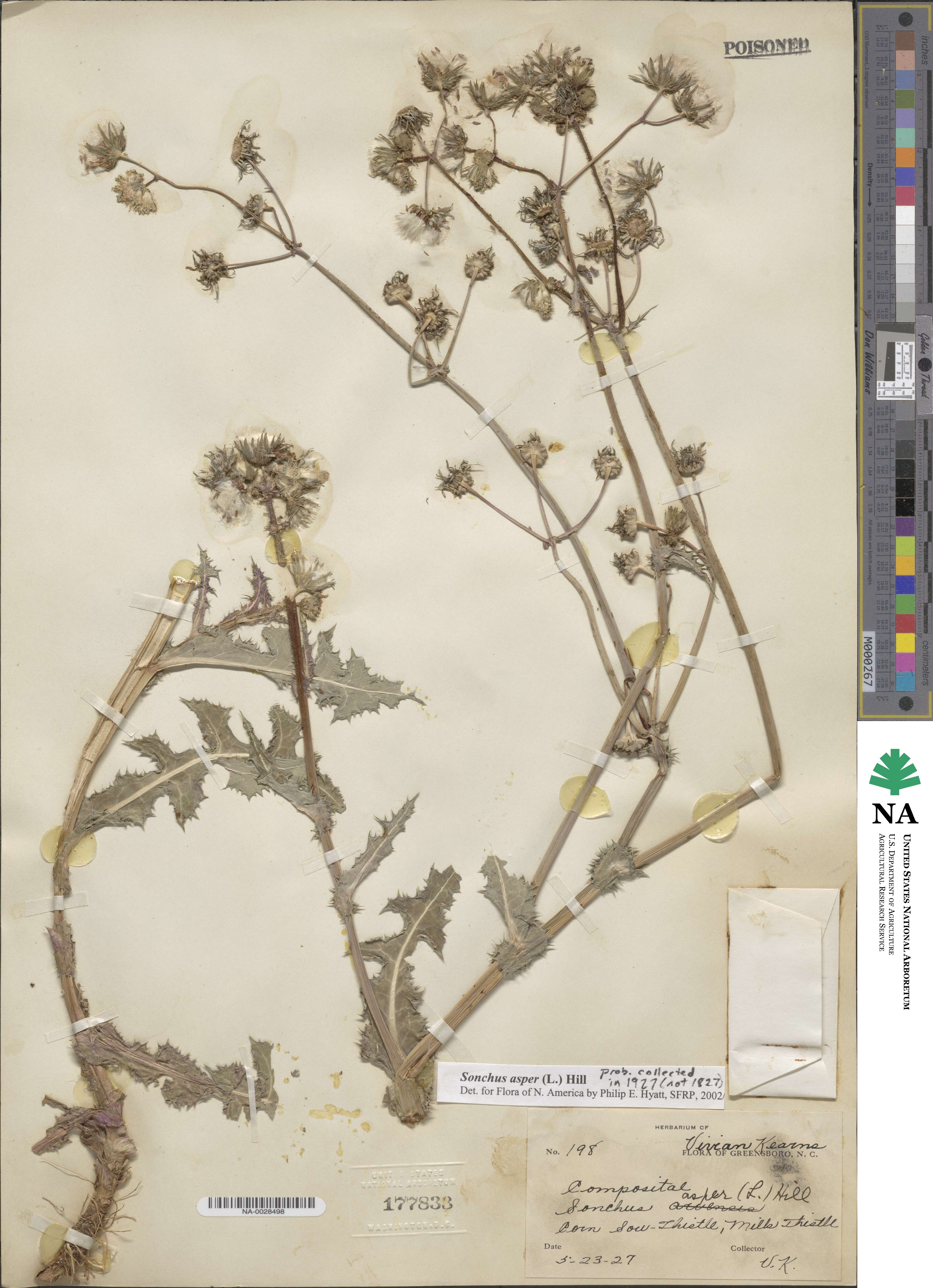 Sonchus asper image