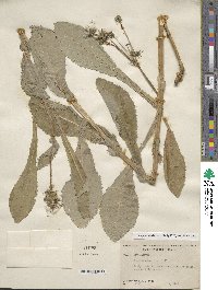 Sonchus asper image