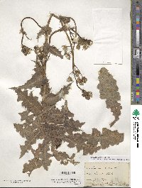 Sonchus asper image