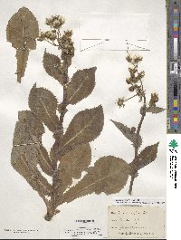 Sonchus asper image