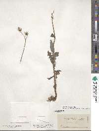 Sonchus asper image