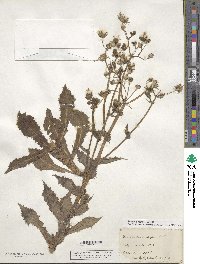 Sonchus asper image