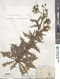 Sonchus asper image