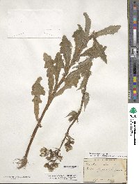 Sonchus asper image