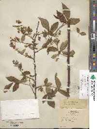 Rubus argutus image