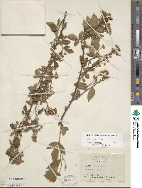 Rubus argutus image