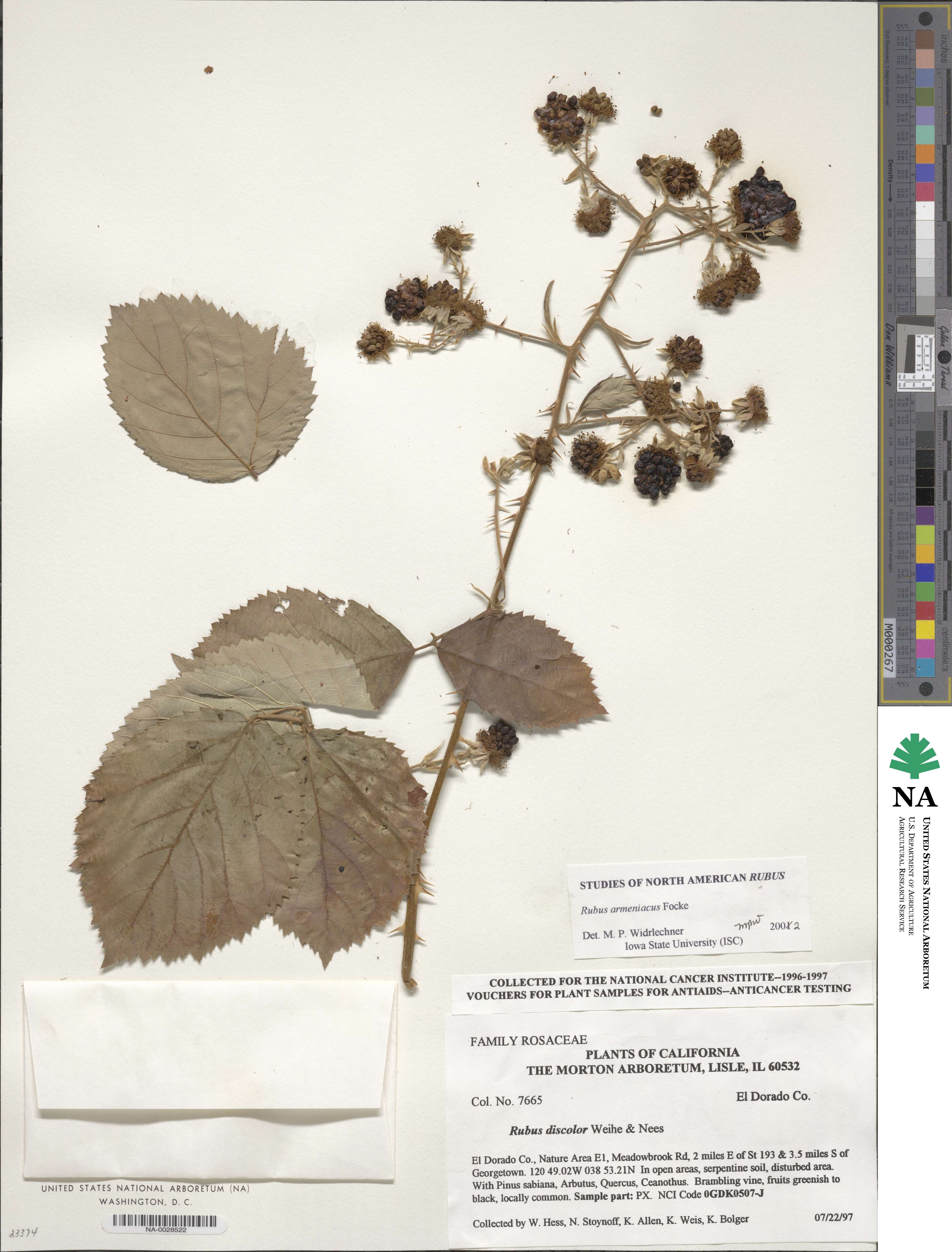 Rubus armeniacus image