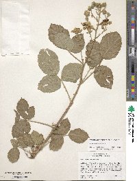 Rubus armeniacus image