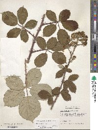 Rubus armeniacus image